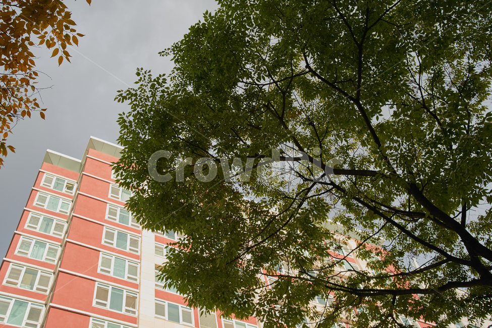 나무,tree,건물,자연,하늘,회색,도시,풍경,city,landscape,plant,식물