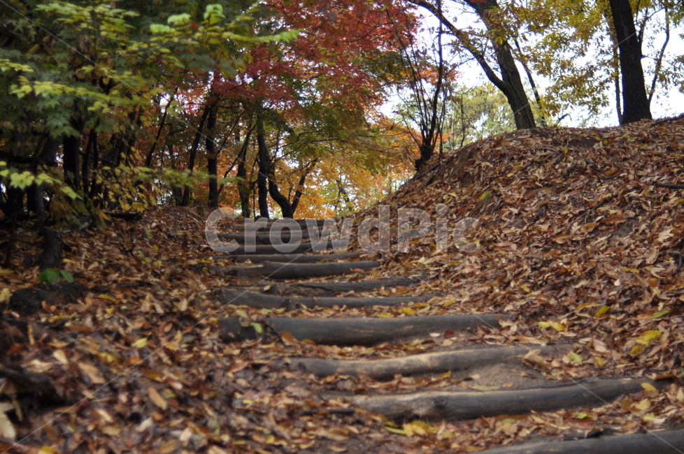 가을,나무,가을풍경,풍경,단풍,낙엽,가을,계절,fall,autumn,season,자연,풍경,nature,landscape,ground,바닥,plant,식물,tree,tree trunk,나무 줄기,outdoors,옥외,grassland,목초지,field,들