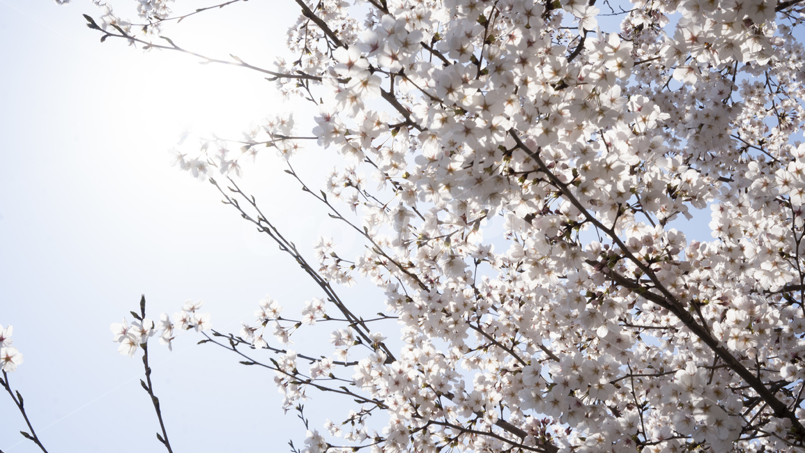 벚꽃배경,벚꽃,봄꽃,핑크,꽃배경,flower,꽃,blossom,plant