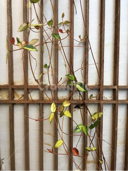 한지,한옥,순수,창살,창살문,마삭줄,덩굴나무,hanji,purity,hanok,latticeddoor