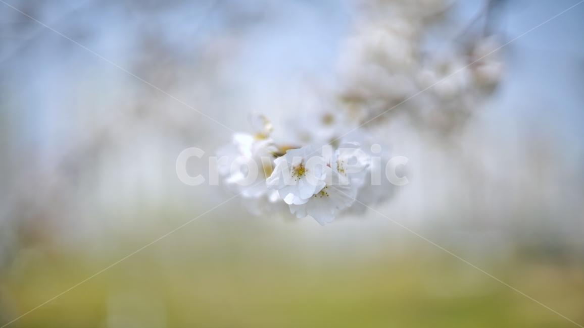 벚꽃,봄,꽃,봄꽃,사쿠라,sakura,봄,계절,spring,season,식물,자연,plants,nature,꽃,flower,감성,sensible,feeling,plant