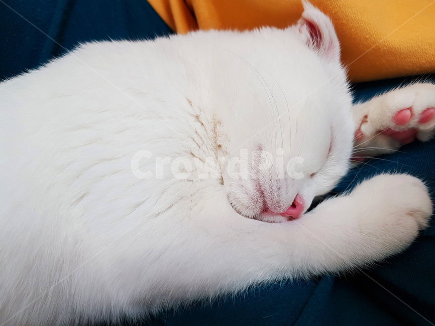 고양이,동물,스코티시폴드,폴드,스코티시,동물,animal,포유류,mammal,고양이,cat,kitten,kitty
