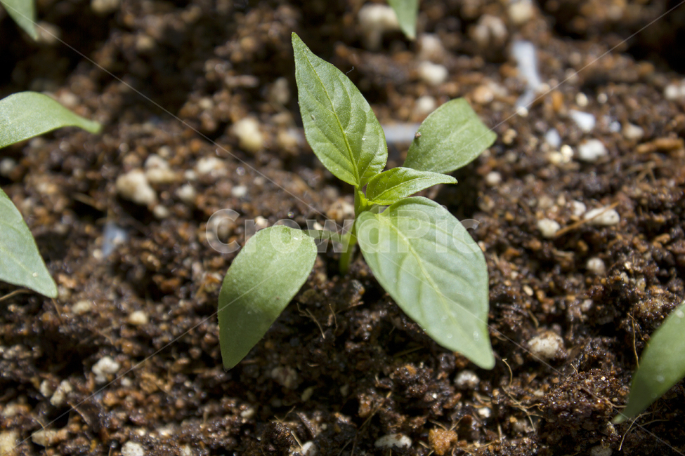 농작물,어린잎,어린,녹색,그린,초록색,땅,많은,다수,여러개,봄,풀,신선,자라다,발아,농업,싱싱,성장하다,고추잎,고추,식물,자연,흙,토양,잎,잎사귀,이파리,나뭇잎,싹,새싹,고추모종,모종,고추싹