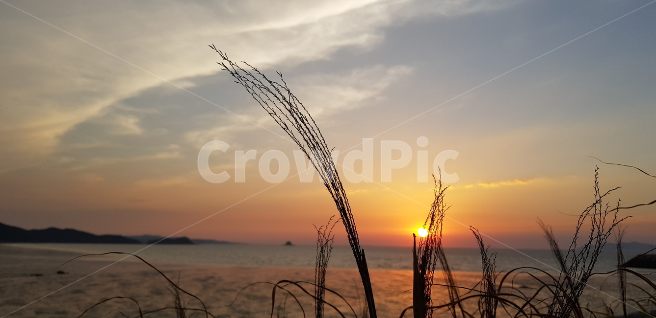 노을,바다,가을,일몰,갈대,빛,하늘,식물,자연,plants,nature