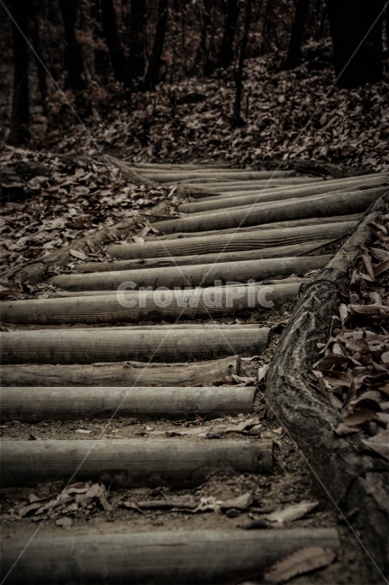 자연,산,대구,나무,길,낙엽,가을,겨울,와룡산,분위기,감성,자연,풍경,nature,landscape,wood