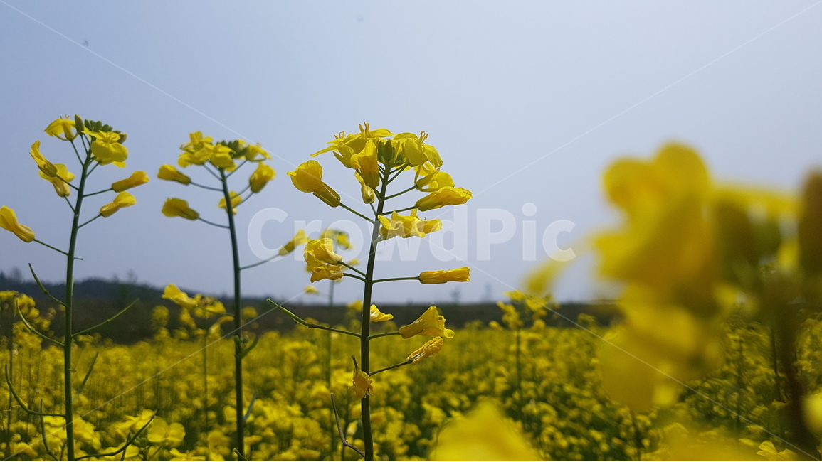 유채꽃,유채꽃밭,꽃밭,노랑,노란색,꽃,식물,자연,하늘,봄,유채,flower,flowers,plant,plants,nature,sky,spring,yellow,봄,계절,spring,season,식물,자연,plants,nature,꽃,flower