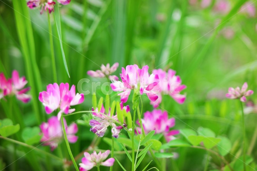 식물,봄야생화,자운영,콩과,관대한사랑,식물,자연,plants,nature,꽃,flower