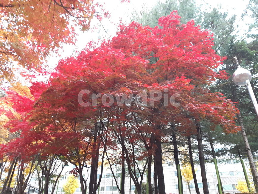 단풍,나무,풍경,경치,가을,가을,계절,fall,autumn,season,tree,plant,식물,maple