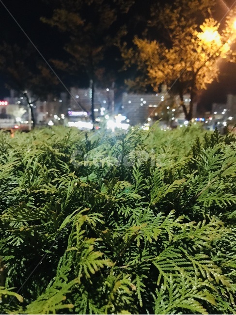 밤,수풀,초록색,야간,그린