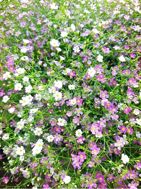 자연,힐링,꽃,감성,연보라색꽃,안개꽃