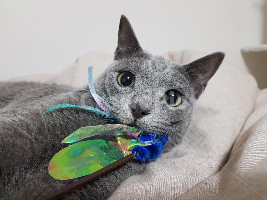 고양이,러시안블루,동물,고양이눈,고양이놀이