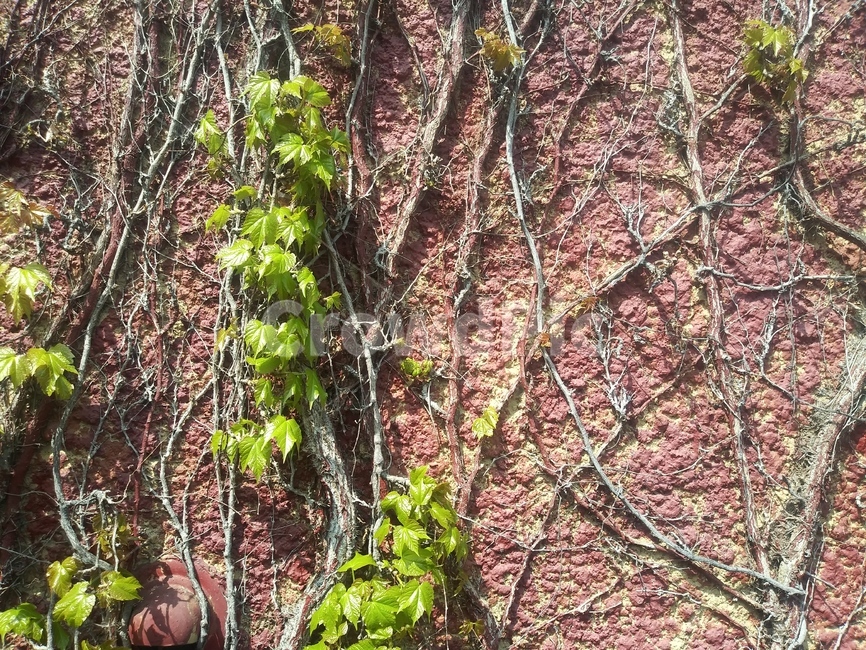 담쟁이,넝쿨식물,담,ivy,vine,creeper,plant,식물,tree,나무,treetrunk,나무줄기