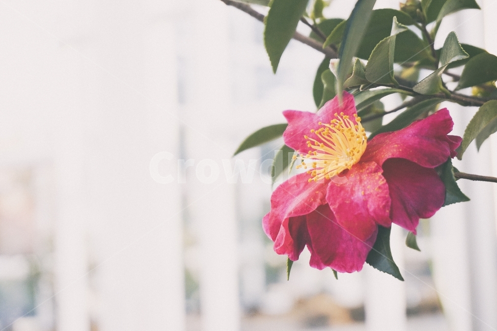 꽃,동백꽃,동백,분홍,식물,자연,분홍색꽃,분홍꽃,핑크,flower,blossom,nature,pink,동백나무,꽃나무,tree,flowertree,겨울,겨울꽃,season,접사,근접촬영,closeup,plant,plants,식물,자연,plants,nature,꽃,flower,감성,sensible,feeling