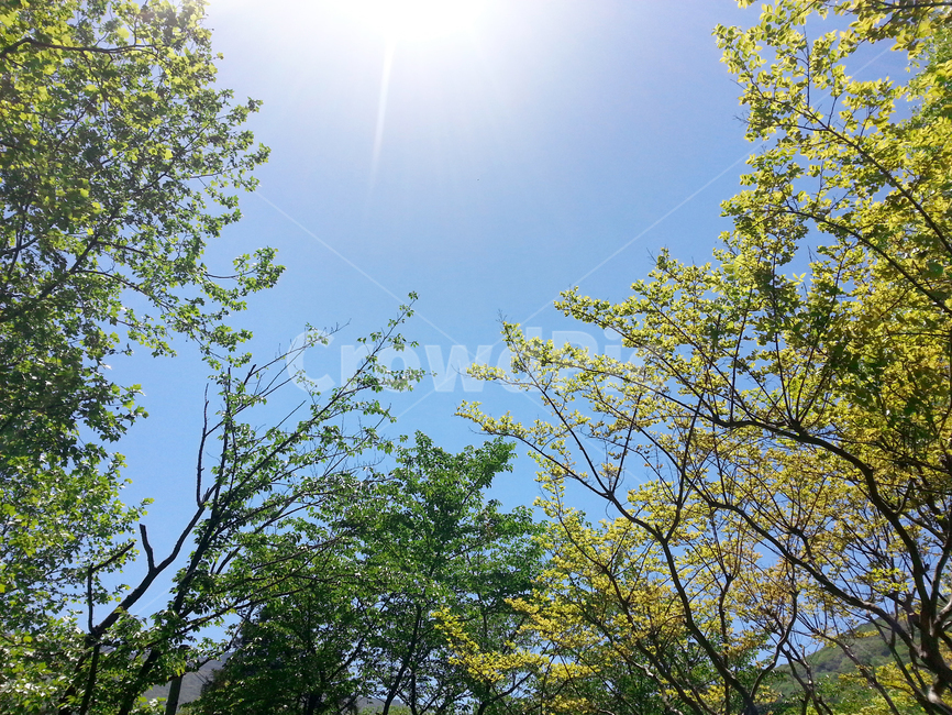 flare,플레어,light,빛,sunlight,햇빛,숲,봄,sping,숲속,나무,등산,하늘,wood,green,초록,자연,풍경