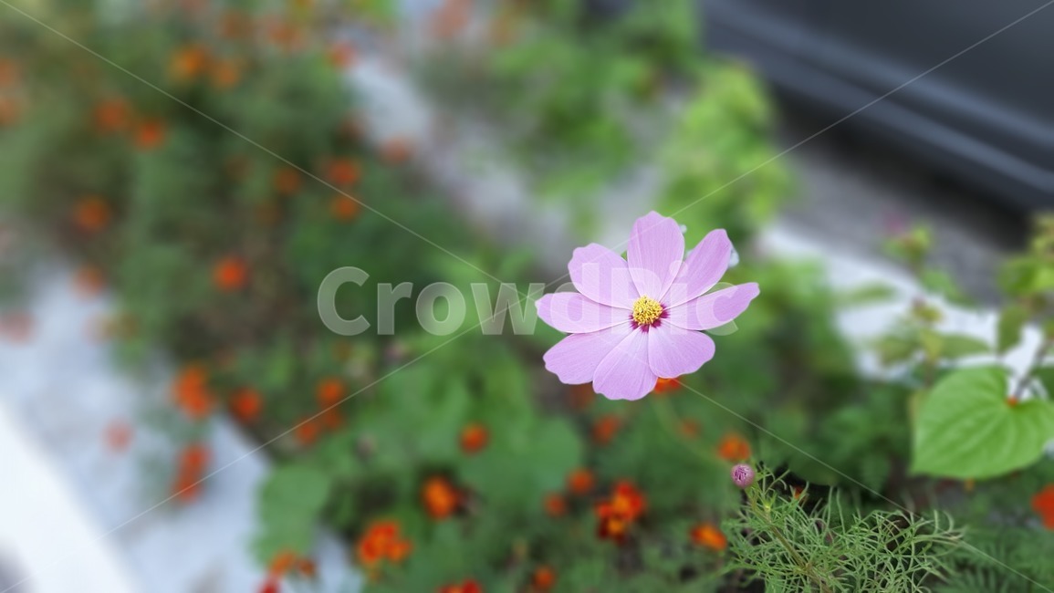 식물,야생화,꽃잎,꽃,plant,wildflower,flower,blossom,petal,식물,자연,plants,nature,꽃,flower