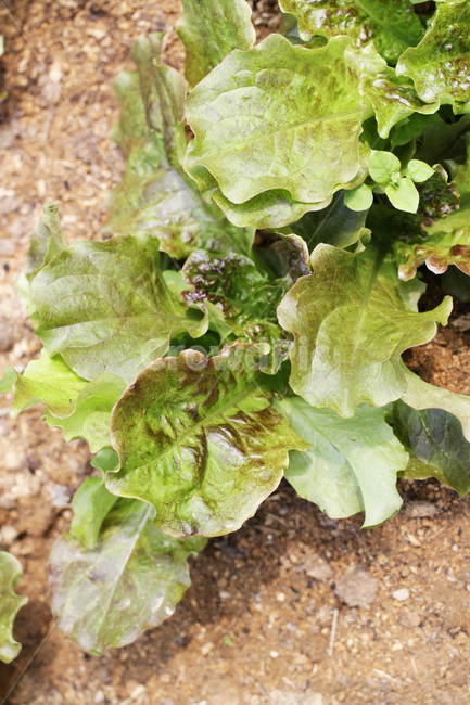 상추,야채,식물,lettuce,vegetables,plants,식물,자연,plants,nature