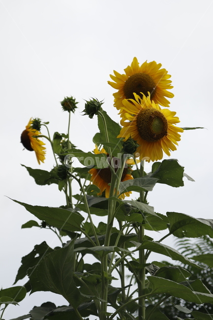 해바라기,꽃,자연,식물,nature,flower,plant