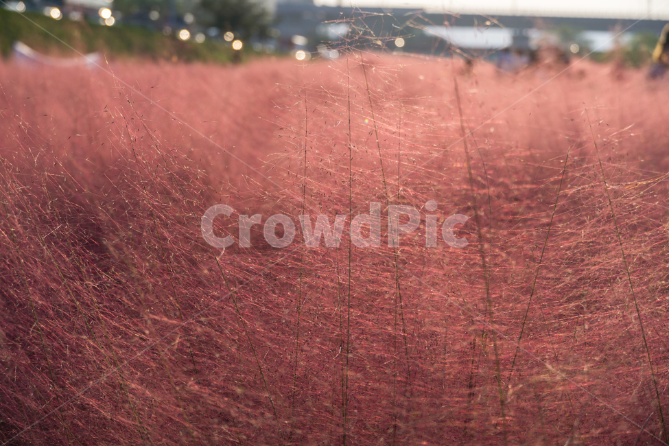 핑크뮬리,뮬리,가을,pinkmuhly,자연,공원,핑크,pink,식물,가을,계절,fall,autumn,season,grass,잔디,plant