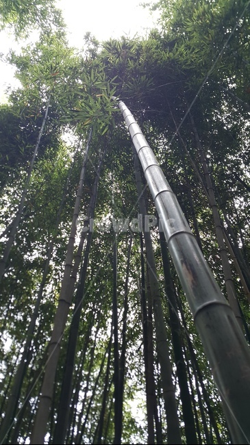 plant,식물,bamboo,대나무,여름대나무