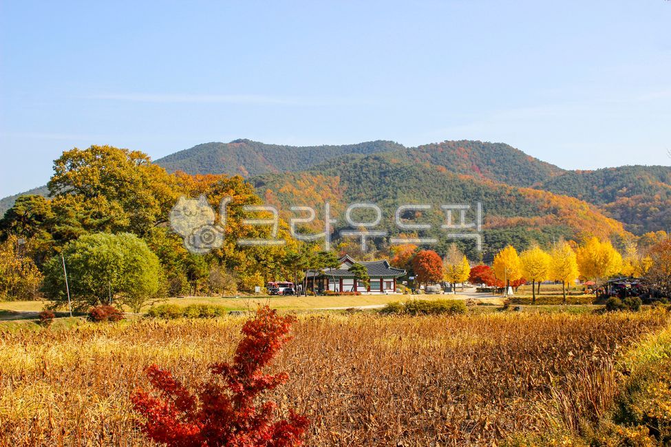 bus,Gyeongbuk,building,life,Hahoe village,Gyeongsangbukdo,Town,premises,tile,sight,tradition,Maple,roof,nature,tree,korea,outdoors,Hanok,plant,own car,Andong,autumn