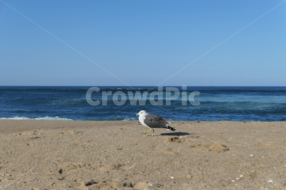 animal,동물,bird,새,seagull,갈매기,sea,sky,하늘,물,water,해안선,바다,자연,nature,옥외,ocean,해변,바다,beach,sea,동물,animal,조류,새,birds