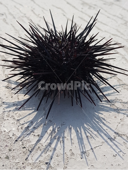 성게,seaurchin,보라성게,해산물,가시,밤송이조개,그림자,날카로운,낚시,fishing