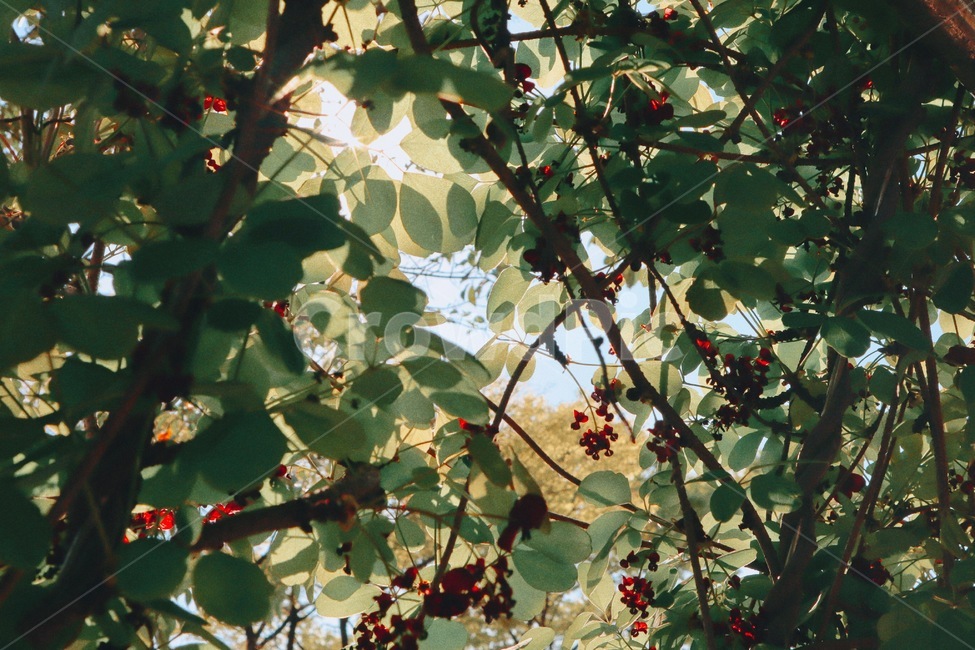 정원,숲,풀,식물원,여름풀,식물,자연,plants,nature