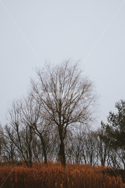 나무,tree,겨울,winter,season,gloomy,나뭇가지,자연,겨울,계절,winter,season,자연,풍경,nature,landscape,식물,plants,나무,trees,wood,plant