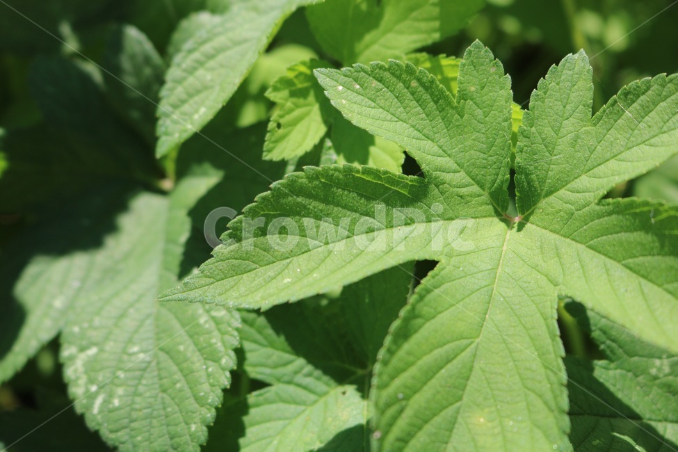 식물,초록,햇빛,그림자,자연,plants,shokubutsu,green,midori,sunlight,hizashi,shadow,kage,nature,식물,자연,plants,nature