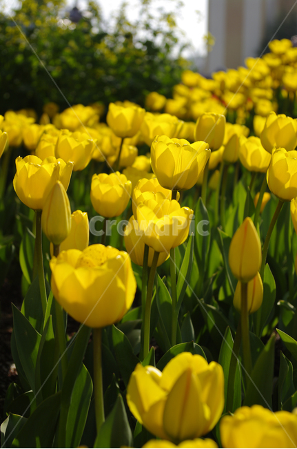 튜울립,꽃,식물,flower,plant