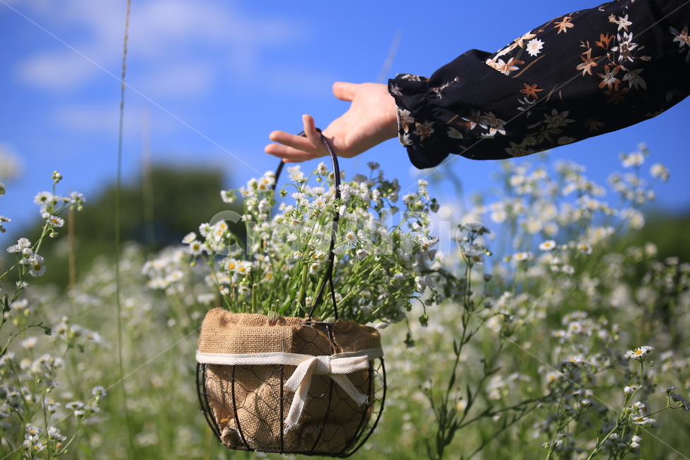 Gamancho,egg flower,Hand holding flower basket,white flower,flower basket,hand holding a flower,summer flowers,hand