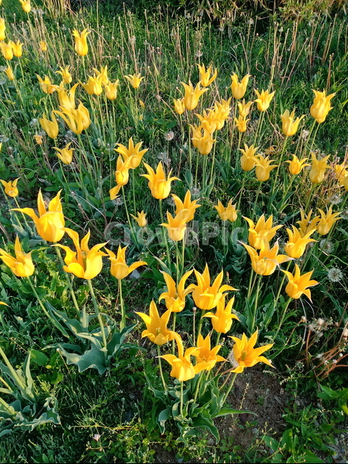 튤립,tulip,백합과,식물,꽃,구근초,여러해살이화초,식물,자연,plants,nature,꽃,flower