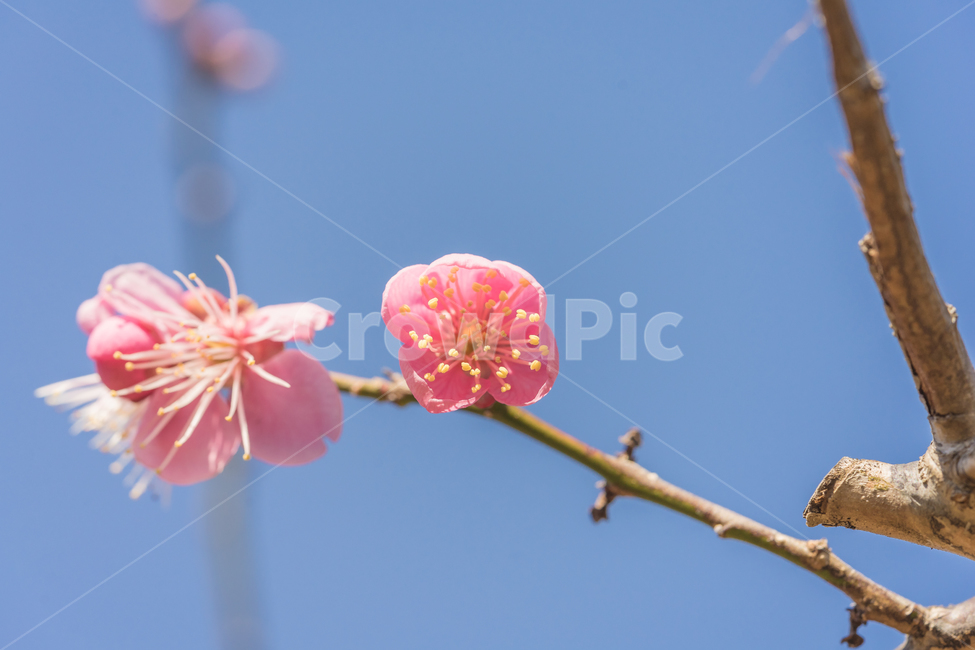 꽃,홍매화,매화,봄,자연,꽃사진,접사,풍경,spring,flower,nature,beauty,macro,봄,계절,spring,season,식물,자연,plants,nature,꽃,flower,감성,sensible,feeling,plant,geranium,제라늄,blossom