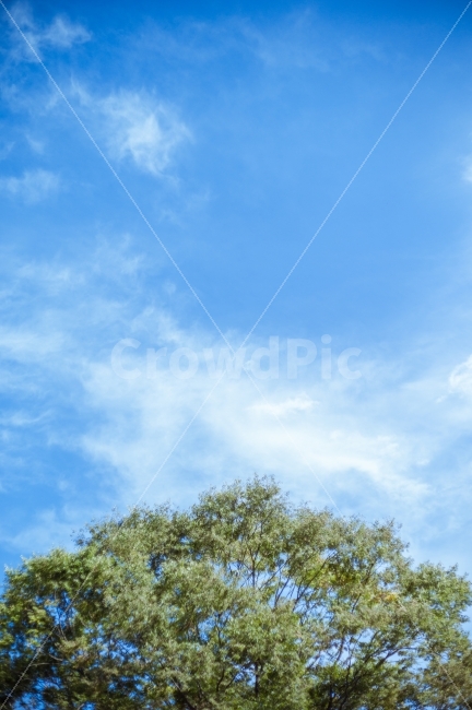 나무,하늘,초록,푸르름,구름,자연,tree,nature,sky,green,blue,cloud,감성,sensibility,자연,풍경,nature,landscape,식물,plants,나무,trees,wood,outdoors,옥외