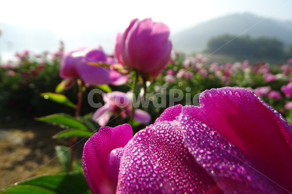 작약,대청호,꽃,대전관광,풍경,식물,자연,plants,nature,꽃,flower