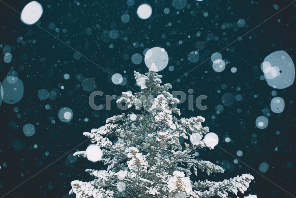 눈,나무,겨울,보케,트리,저녁,밤,야경,자연,겨울나무,크리스마스,겨울,계절,winter,season,야경,밤,풍경,nightscape,night,landscape,식물,자연,plants,nature,나무,trees,wood,메리크리스마스,성탄절,merry christmas,감성,sensible,feeling,outdoors,옥외,ice,빙,tree,plant