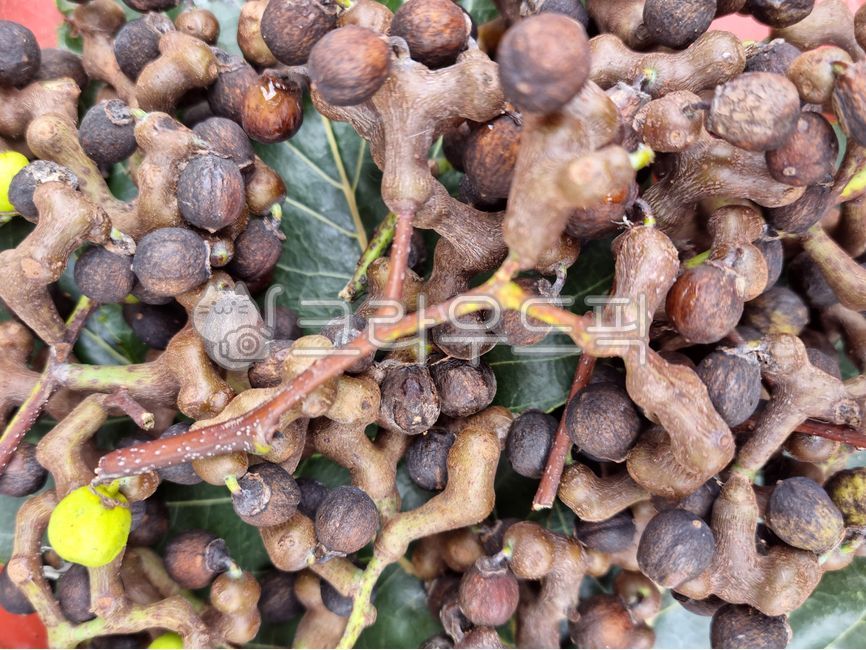 Fruit,Hovenia tree leaves,Hovenia tree fruit,Hovenia tree,plant,medicine,leaf,herbal medicine,herbal medicine ingredients