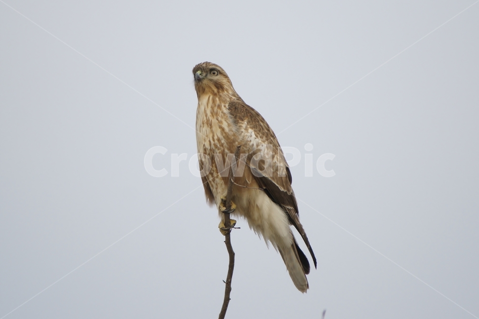 말똥가리,맹금류,조류,철새,새,동물,animal,조류,새,birds