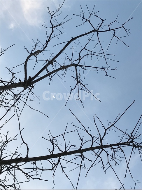 자연,하늘,나무,구름,풍경,힐링,sky,blue,tree