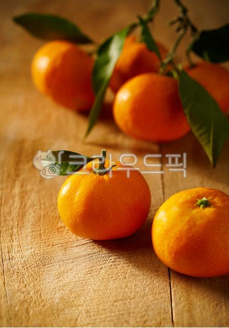 귤, 나무, 나무바닥, 귤나무, citrusfruit, 사진,이미지,일러스트,캘리그라피 - SWimage작가