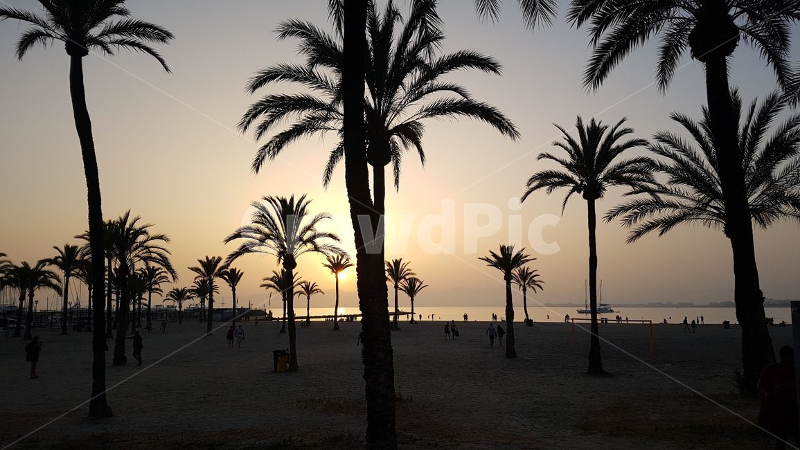 바다,석양,노을,나무,사람,plant,식물,tree,야자수,역광,해변,비치,beach,유럽,해외,외국