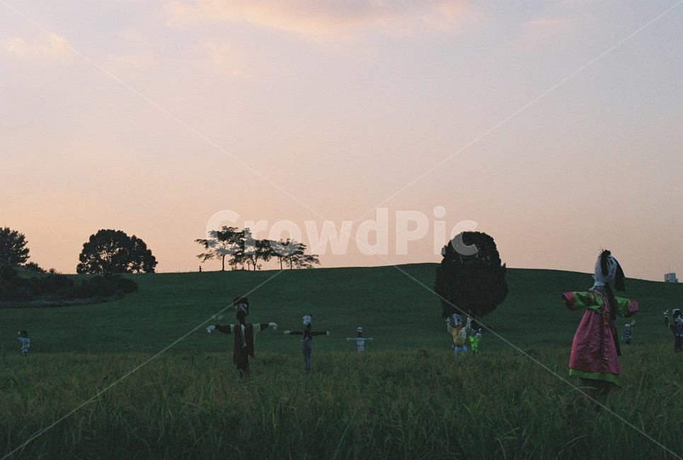 가을,허수아비,노을,나무,하늘,자연,풍경,nature,landscape,한국자연풍경,한국자연경관,korea nature landscape,outdoors,옥외,field,들,grassland,목초지