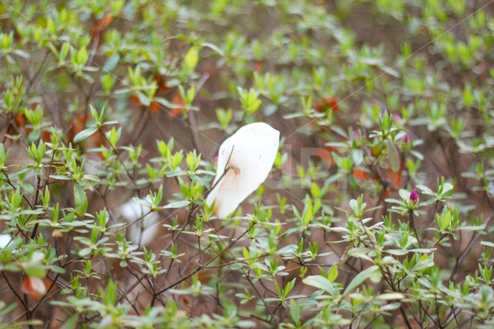 식물,풀,목련,목련꽃,봄,봄,계절,spring,season,식물,자연,plants,nature,꽃,flower,ardeidae,아르 데이다에,bird,새,animal,동물,waterfowl,물새,heron,헤론,egret,백로