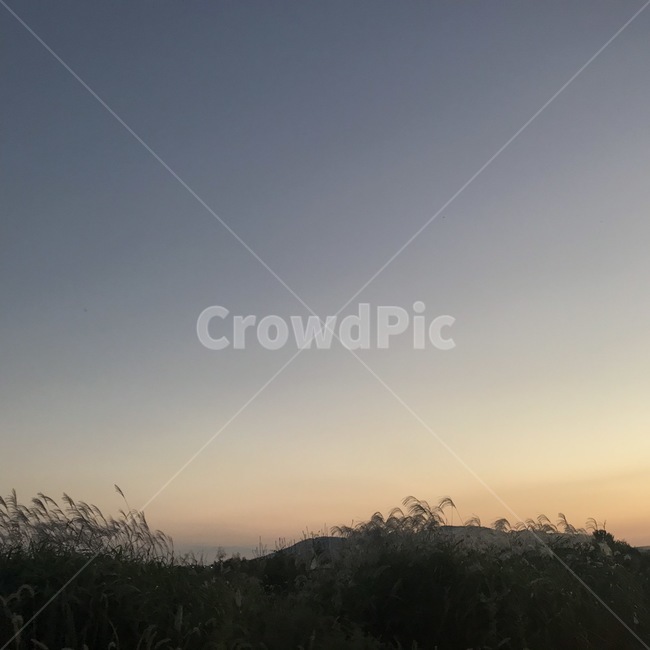 하늘,노을,갈대,석양,풍경,pic,picture,cloud,grass,잔디,plant,식물