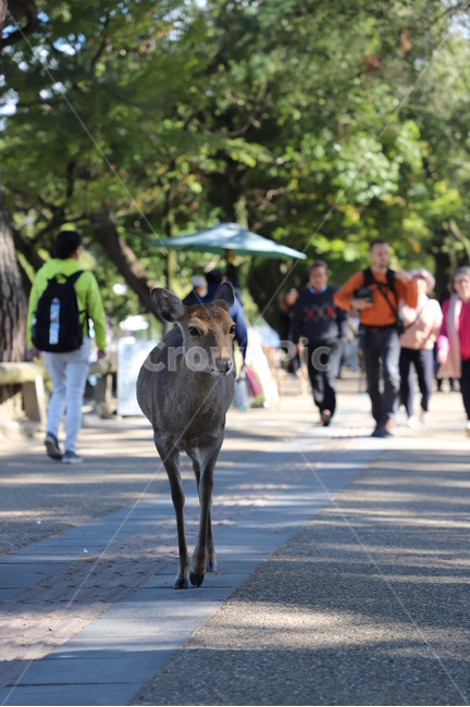 사슴,동물,deer,animal,動物,동물,animal,포유류,mammal,사람들,대중,군중,other people,crowd