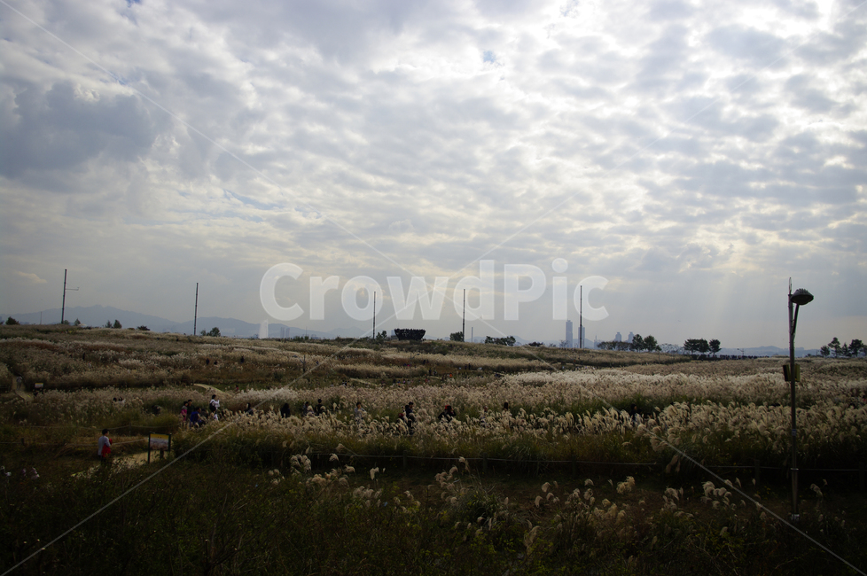공원,plant,가을,억새,자연,nature,식물,하늘,구름,풍경,하늘공원,자연,풍경,nature,landscape,outdoors,옥외