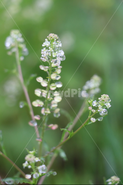 냉이꽃,빗방울,비오는날,꽃,오월,식물,자연,plants,nature,꽃,flower