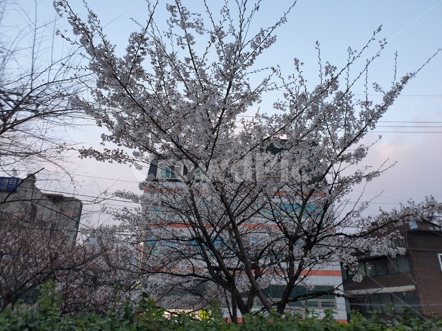 벚꽃,벚꽃나무,만개,한그루,봄