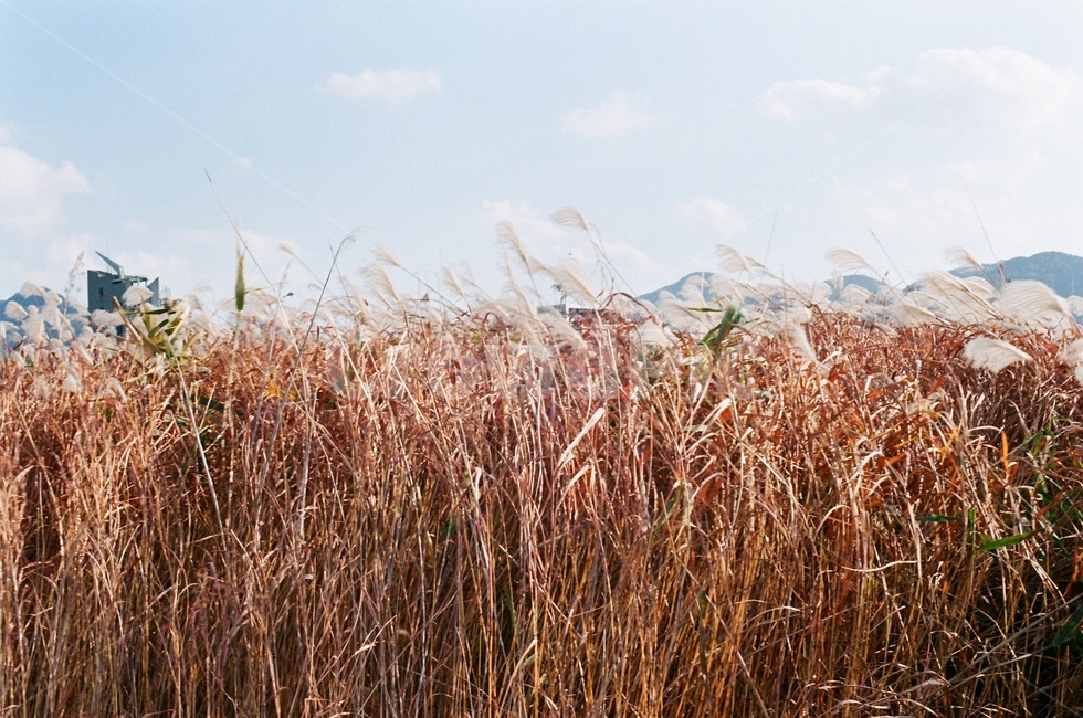 갈대,갈대밭,가을,풀,풍경,자연,nature,landscape,필름카메라,필름,아날로그,감성,film,felling,analogue,가을,계절,fall,autumn,season,plant,식물,grass,잔디