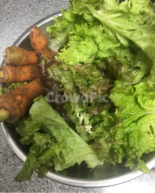 상추,당근,채소,유기농채소,lettuce,carrot,organicvegetables,organic,쌈채소,음식,식재료,요리,food,cook,meal,dishes,food reserves,채소,야채,vegetables